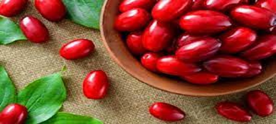 تولید بیش از ۱۱۰۰ تن زغال اخته در آذربایجان شرقی